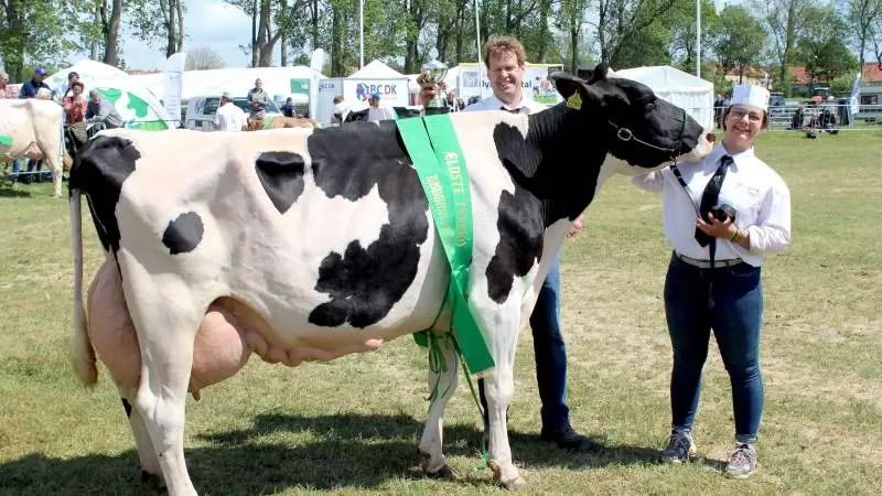 Sønderjyllands Smukkeste Malkeko kom i år fra en besætning i Bredebro. Fotos: John Ankersen