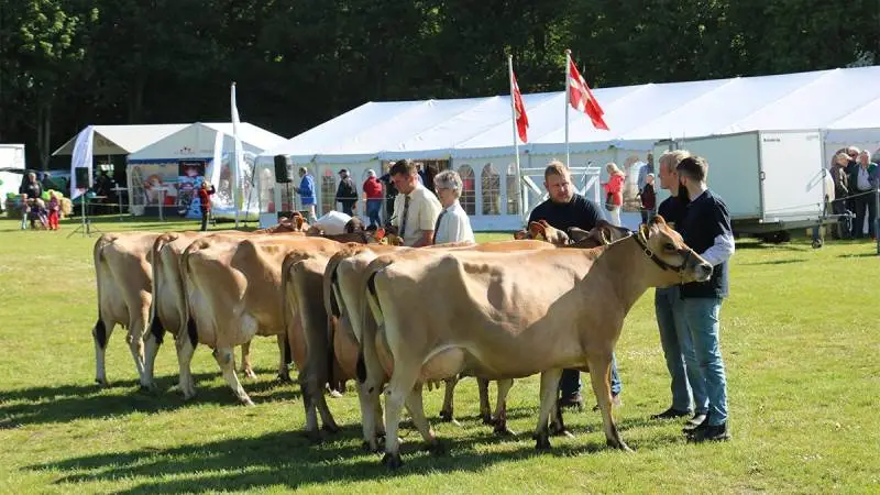 Dyreudstillingen på Fjerritslev Dyrskue i år var den største siden 2009.