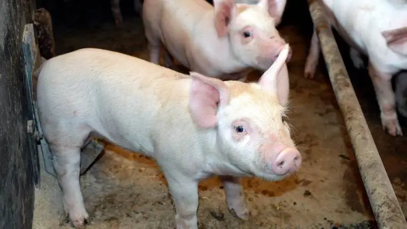 Hos Centrovice medtager de både sohold med 7- og 30 kg’s salg, smågrise og slagtesvin i DB-Tjek. Foto: Camilla Bønløkke