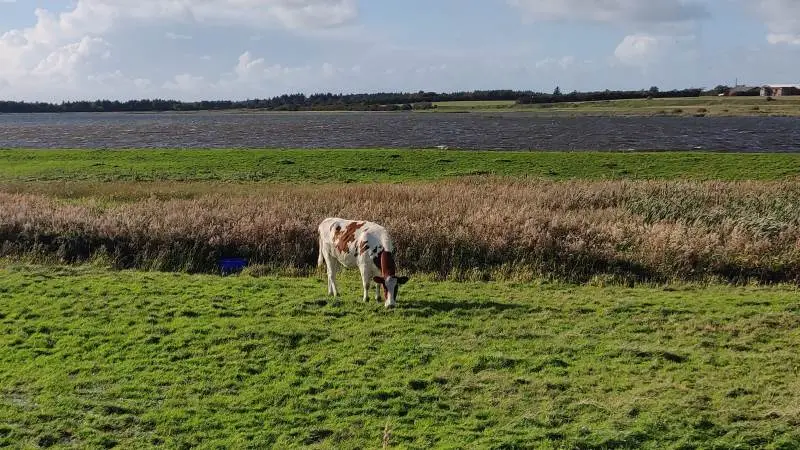Det kræver koncentration og masser af gåture i marken at holde en effektiv afgræsning. Det omskiftelige vejr, som både har været lunt, tørt og koldt, kræver, at du er endnu mere opmærksom og justerer din strategi undervejs, råder LMO. Foto: Ditte Birkebæk Jensen
