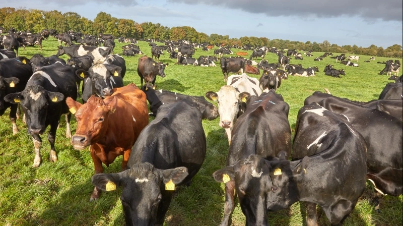De irske malkekøer er i høj grad på græs i hele sommerhalvåret som her i en stor besætning. Hvad det betyder f.eks. for klimabelastningen forskes der i. Fotos: Niels Damsgaard Hansen