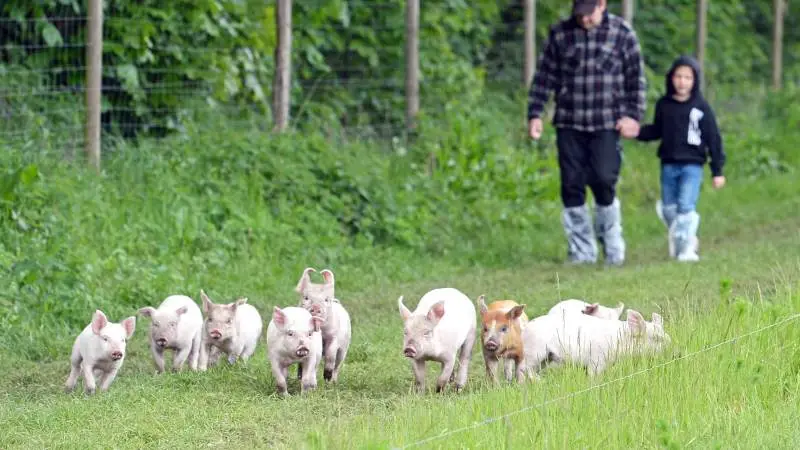 Grisene viste sig fra sin gæstfrie side og tog gerne en løbetur uden for stierne. (Foto: LLN Press)