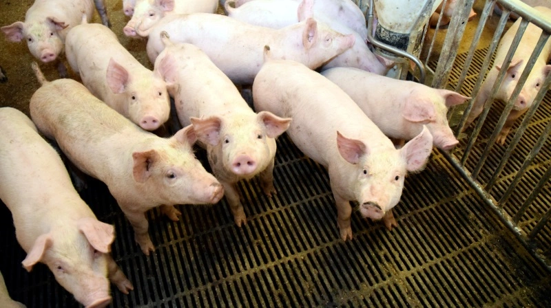 Den tidligere smågriseproducent og energi-investor Christian Nors fra Viborg-området er ifølge mediet AgriWatch idømt konkurskarantæne i fire år. Kuratorerne har samtidig politianmeldt selskaberne på baggrund af mistanke om fiktive momsforhold og ulovlige handler mellem Nors’ egne virksomheder. Arkivfoto: Morten Ipsen