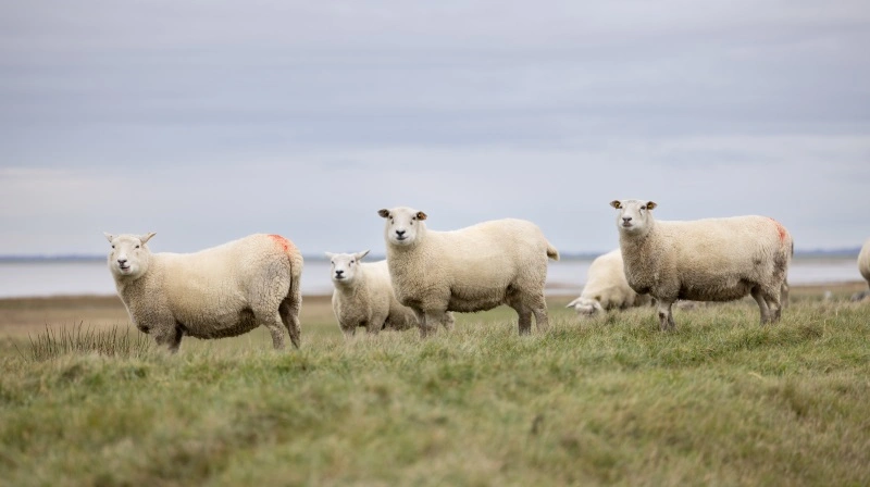Ifølge Danmarks Naturfredningsforening burde alle fåreavlere, der har oplevet gentagne angreb, omgående søge om støtte til ulvesikrede hegn, ellers bør kompensation fremover udelukkes. Foto: Colourbox