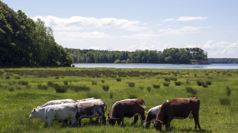 Der bliver udbetalt trekvart milliard kroner til landbrugere, der frivilligt tager deres lavbundsjorde ud af drift til december. Arkivfoto