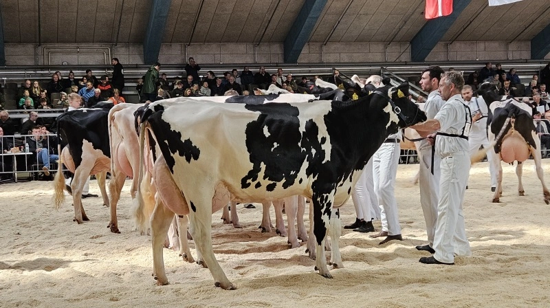 Over 2.000 dyr er tilmeldt dette års Landsskue, der løber af stablen den 3. til den 5. juli. Arkivfotos: Line Brusgaard