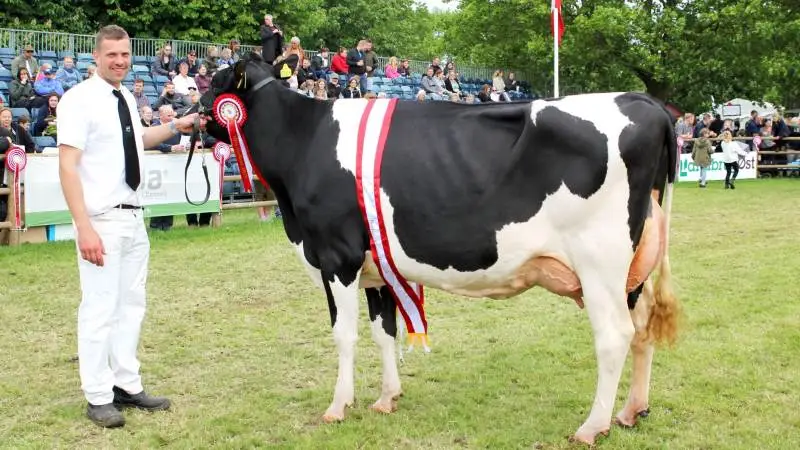Karsten Andersen med holstein-koen fra Tøvestensgaarden, som for andet år i træk blev kåret som Miss Sjælland. Foto: Jesper Hallgren