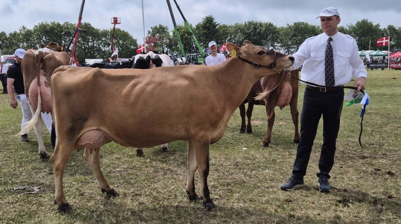 Koen fra Vagn Brasholt havde skuets bedste yver. Foto: Tenna Bang