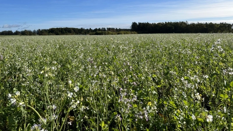 Den hollandske landbrugsteknologivirksomhed Doktar, der har fokus på regenerativt landbrug, har rejst 56 millioner kroner i en investeringsrunde. Arkivfoto: Kasper Stougård