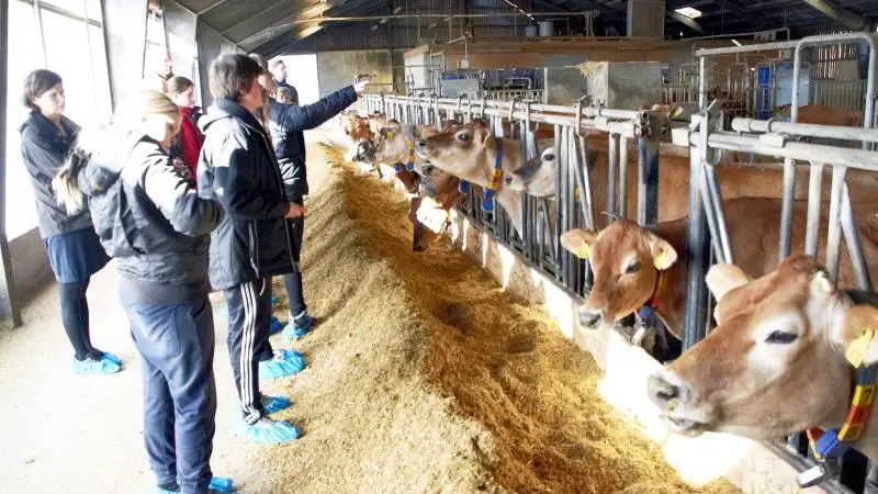 Peter Mygind Hansen på Helnæs Søgård er onsdag den 19. juni vært for Jersey Fyns traditionelle grillaften. Bedriften er fast besøgsvært for skoleleverne på den nærliggende Arla madskole (billedet). Arkivfoto: Anders Kurt Simonsen