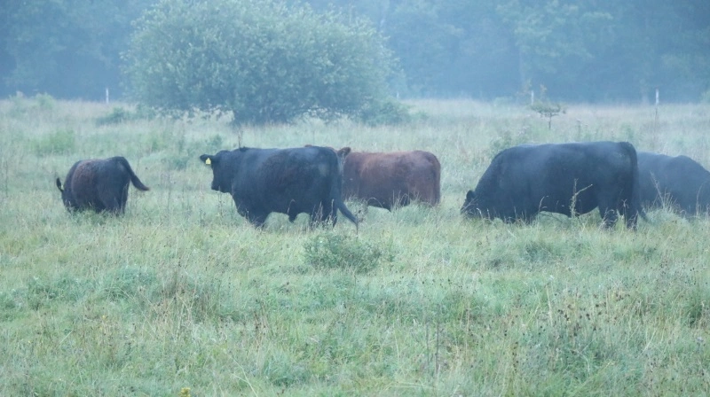 - Man kan ikke drive dyrehold under dække af naturpleje og samtidig forsøge at slippe uden om det ansvar, der følger med, skriver Tue Villebro i sit indlæg. Foto: Øxenholt Foto