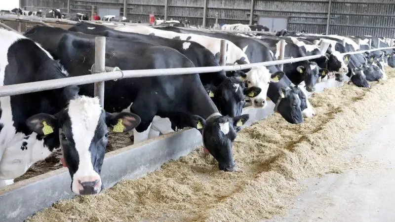 En af måderne at blive mere klimavenlig på er ved at kigge på fodersammensætningen. Du kan eksempelvis tilsætte mere fedt, tilpasse proteinindholdet eller generelt arbejde for mindre spild, råder Seges. Foto: Ditte Birkebæk Jensen