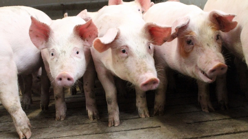 Tysk notering falder til 1,95 € pr. kg. ISN peger på Tönnies og detailhandlens prispres som årsag. Slagterier aflyser slagtedage, og supermarkedskæder forsøger at presse priserne nedad midt i ferietid.