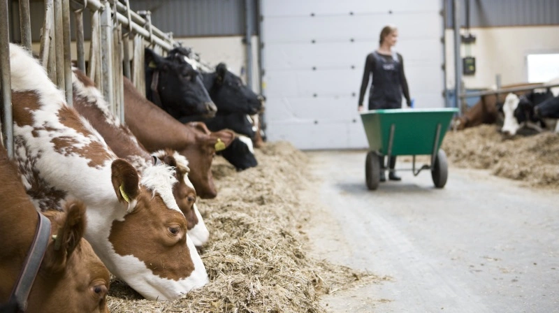 Hvis man som landmand overvejer at opsige en medarbejder på bedriften, er det vigtigt, at man er opmærksom på at få fulgt de rigtige procedurer. Foto: Colourbox