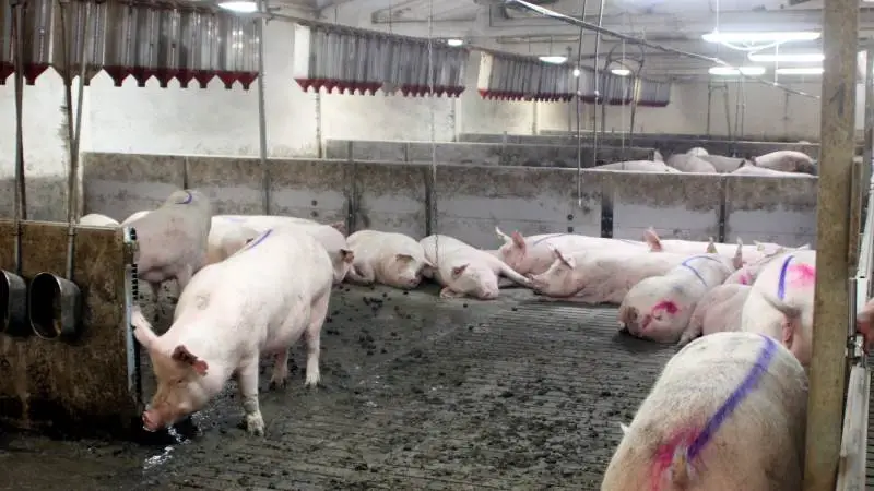 Efter tre måneder med konstante stigninger på smågrisemarkedet i Tyskland, er Nord-West-noteringen for anden uge i træk uændret.