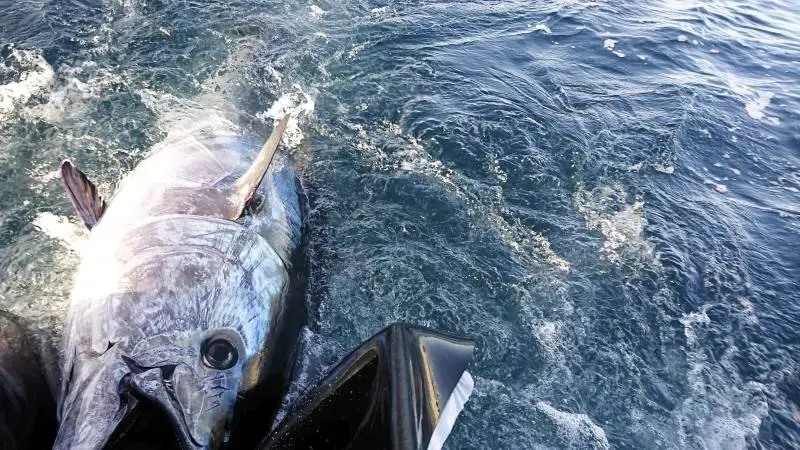 I Ourdoorudstillingen vil der blandt andet blive sat fokus på den blåfinnede tun. Foto: Kim Birnie-Gauvin
