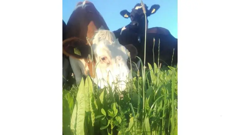 Alle græsarter i RoBusta blandinger er valgt med det formål at de giver et højt udbytte i foråret, lyder budskabet fra RB Farm Supply, der er blandt udstillerne på NutriFair