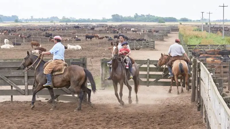 Argentina er blandt andet kendt for sit kødkvæg på pampassen og i store feedlots, hvor det bliver passet af små og store gauchoer på hesteryg.