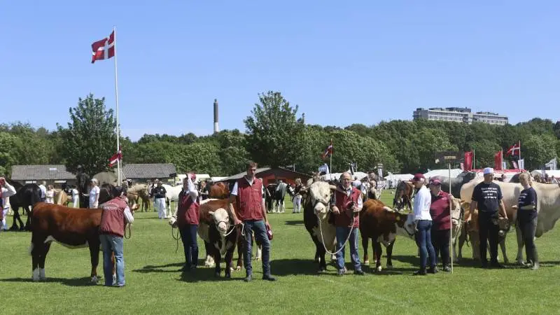 Samtlige godt 80 kødkvæg blev bedømt på åbningsdagen. Blandt andet blev der givet topkarakteren 24 point til to Hereford-dyr og en Limousine-ko med kalv. Se den komplette præmieliste her. Foto: Erik Hansen