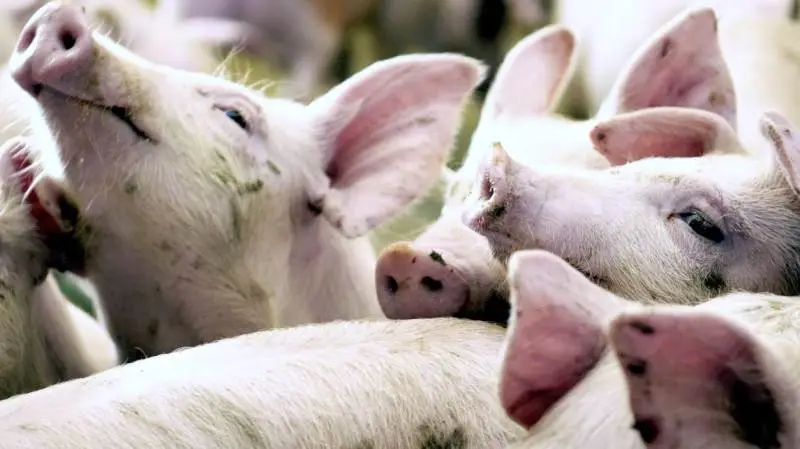 For at dæmme op for risikoen kan slagtesvineproducenten forsøge at købe smågrisene til en pris, der så vidt muligt afspejler den beregnede notering, foreslår Anders Peter Frederiksen. Det vil i praksis sige 75 procent beregnet/25 procent pulje. Arkivfoto