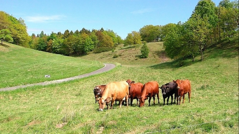 Billedet er et arkivfoto, der viser græssende kvier ved Hyllested Bjerge nord for Mols Bjerge. Det har intet med den konkrete sag at gøre. Arkivfoto