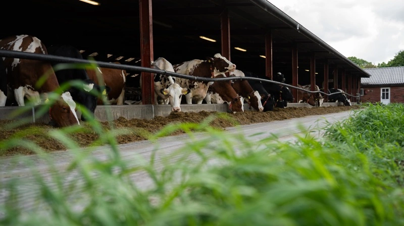 For mange kvægbrugere er robotmalkning blevet en naturlig del af hverdagen. Men succes med teknologien afhænger ikke kun af maskinerne – også foderet spiller en central rolle.
