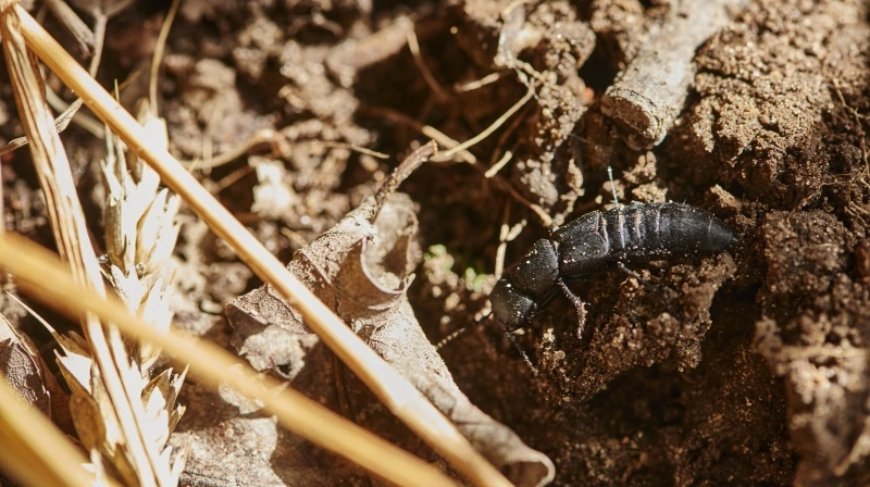 En stor kæmperovbille i en hvedemark, der er dyrket efter de regenerative principper, og hvor der ikke bruges insekticider. - At der er stor kæmperovbille til stede i stort antal, er et udtryk for en sund fødekæde, som vi typisk ser, når marken er så uforstyrret som mulig (= ingen jordbearbejdning), siger Anna Wildt, plante- og økologikonsulent hos Agrovi. Fotos: Agrovi