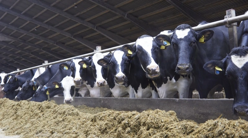 Avlsforeningen Dansk Holstein bevilger en million kroner til klimaforskning. Arkivfoto: Tenna Bang