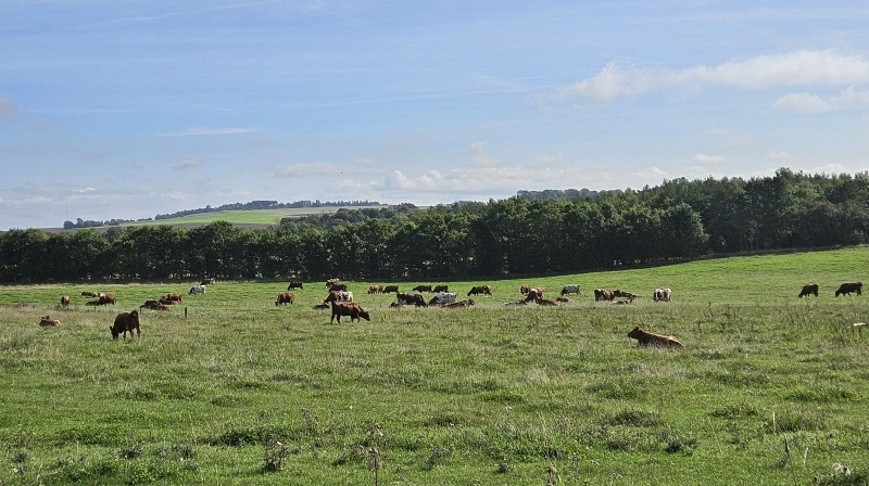 Afgræsning er en effektiv metode til at fremme biodiversitet og holde naturarealer lysåbne. Mange landmænd venter dog stadig på svar om tilskud til hegn og rydning, som skal gøre indsatsen mulig. Arkivfoto