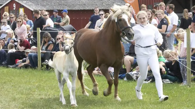 Dyrskuet i Odense sluttede søndag i det flotteste solskinsvejr med over 17.000 gæster. Se over 140 andre billeder fra Det Fynske Dyrskue under "Dyrskuer 2019". Klik øverst på siden. Foto: Erik Hansen