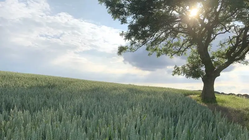Klimaet er en fælles sag. Alle landmænd har en klimaudfordring uanset produktionsform, skriver økologernes formand, Per Kølster, som opfordrer til samarbejde. Foto: Jacob Lund-Larsen
