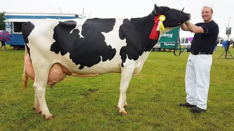Skuets bedste ældre ko kom fra Steen Skov, Aars, som også havde bedste yngre holstein med. Foto: Viking Danmark
