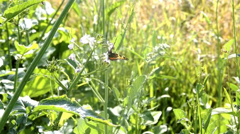 Ifølge Rasmus Ejrnæs, seniorforsker i biodiversitet, er risikoen ved en kommende jordfordeling, at landmænd nu bliver betalt dyrt for at få omlagt dyrkede marker til naturområder.