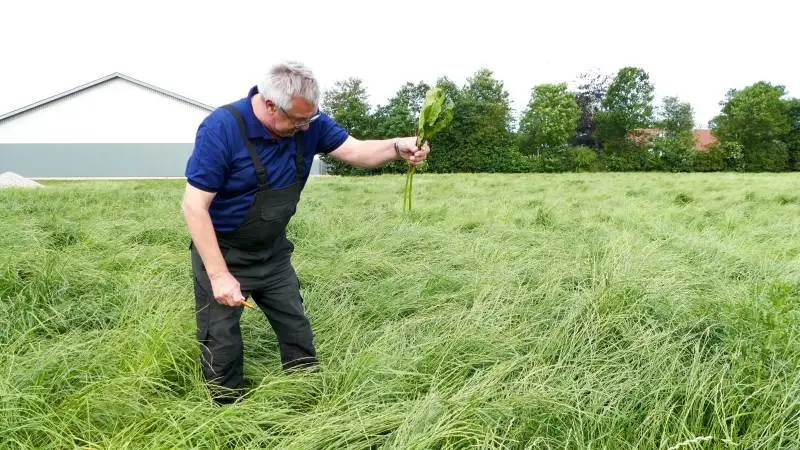 Ib Hjorth finder en enkelt skræppe i rajgræsmarken. Ved at klippe den før planten sætter frø, slipper han for at fjerne dem fra marken. Skræppefrø er særligt skadelige for frøet, fordi plantens frø ikke kan renses fra græsfrøet.