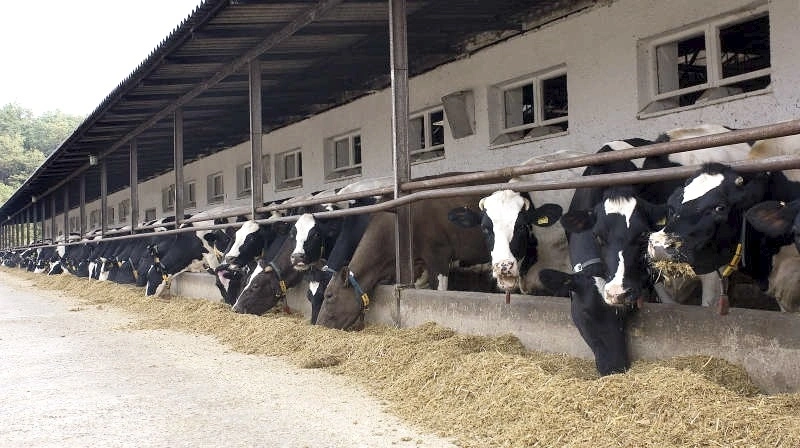 FirstFarms er erklæret fri for mund- og klovesyge på sin farm i Slovakiet. Arkivfoto