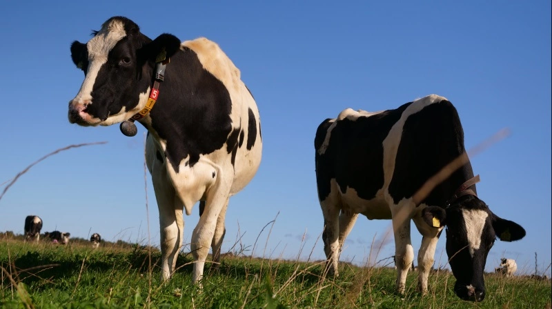 Et større forskningsprojekt med deltagelse af Aarhus Universitet, Seges Innovation, Arla, Danish Crown og Innovationscenter for Økologisk Landbrug undersøger, hvorfor og hvor meget metanniveauet mindskes, når køerne er på græs. De endelige resultater forventes at foreligge i slutningen af 2026.