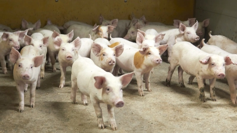CrownFarm indebærer bl.a. afbrænding af metan fra gylle. Det er en teknologi opfundet af AgroGas og udbredt i samarbejde med Danish Crown. Arkivfoto: Tenna Bang