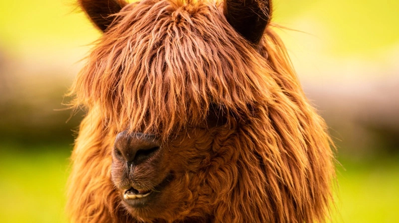 For få dage siden blev to alpakaer angrebet af ulv. Den ene overlevede med bidsår, mens den anden døde. Foto: Colourbox