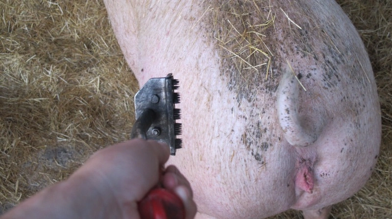 Fødevarestyrelsens hammer falder ikke længere, hvis man kommer til at levere en enkelt gris med to tatoveringsmærker på skinken, oplyser Landbrug & Fødevarer. Foto: Camilla Bønløkke
