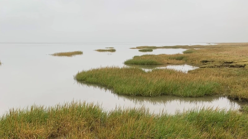 Ved Knudedyb i Vadehavet skal cirka 690 hektar landbrugsjord tages ud af drift som led i den grønne treparts akutpakke. Arkivfoto