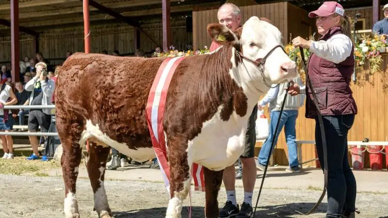Både kvæg, heste og mange andre husdyr kommer til Herning. Her er det bedste interbreed hundyr, som sidste år gik til en hereford-ko fra Bent Sørensen, Hovedgård. Herefordracen kan i år fejre 50 års jubilæum med ekstra mange dyr på pladsen. Arkivfoto