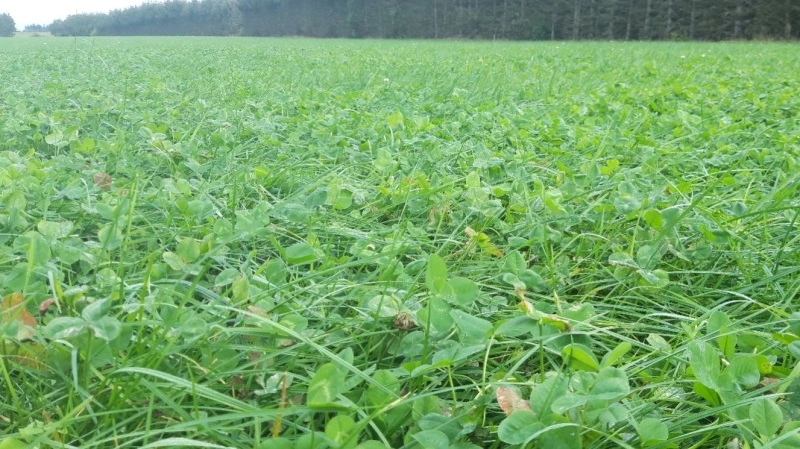 Timingen for slæt – især ved første slæt – er afgørende for kvaliteten af dit grovfoder, og det kan virkelig betale sig at få styr på det helt rette tidspunkt. Foto: Sagro