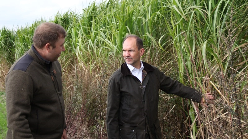 Elefantgræs kan dyrkes på lavbunds- og oversvømmelsestruede jorde og bruges som bæredygtig biomasse. Her viser landmand og landechef for Terravesta Danmark, Jacob Eskelund Nielsen (tv), Minister for Grøn Trepart, Jeppe Bruus (S), afgrøden – som interesserede kan se nærmere på ved markvandringen den 26. november i Gelsted på Fyn. Arkivfoto: Morten Ipsen