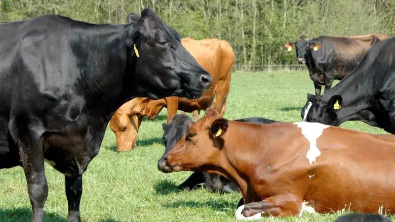 Arla24-mælken er nu kun fra køer på græs