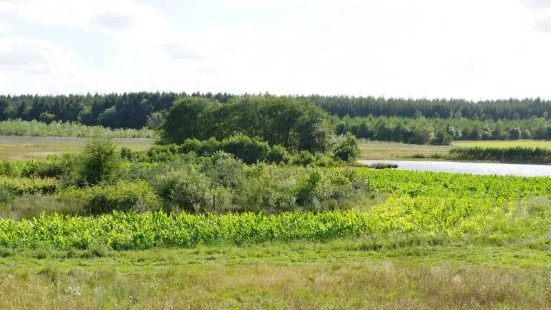 Remisser og søer sætter natur og vildt pris på. Samtidig giver det ejendomsværdien et løft.
