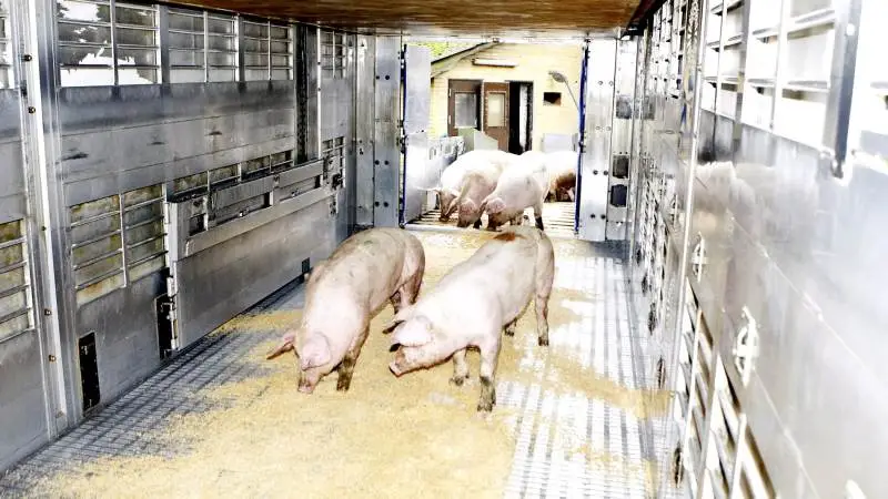 Fra på mandag øges kontrollen af transport med grise ud af Danmark, og fra den 15. august optrappes kontrollen yderligere. Arkivfoto: Erik Hansen