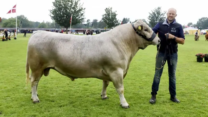 Blandt de mange dyr, som udstilles og bedømmes ved Landsskuet fra torsdag til lørdag, er der flere fynske topdyr. Blandt andet den 3-årige Murray Grey-tyr, som vandt interbreed-konkurrencen i Odense. Familien Hadberg-Rasmussen fra Urup ved Langeskov deltog i 2015 første gang med den australske kødrace, og denne gang har de fem Murray Grey-dyr med til Herning. Foto: Erik Hansen