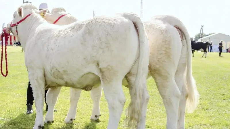 Der bliver kamp om pladserne når 63 charolais-dyr stiller til bedømmelse. Arkivfoto