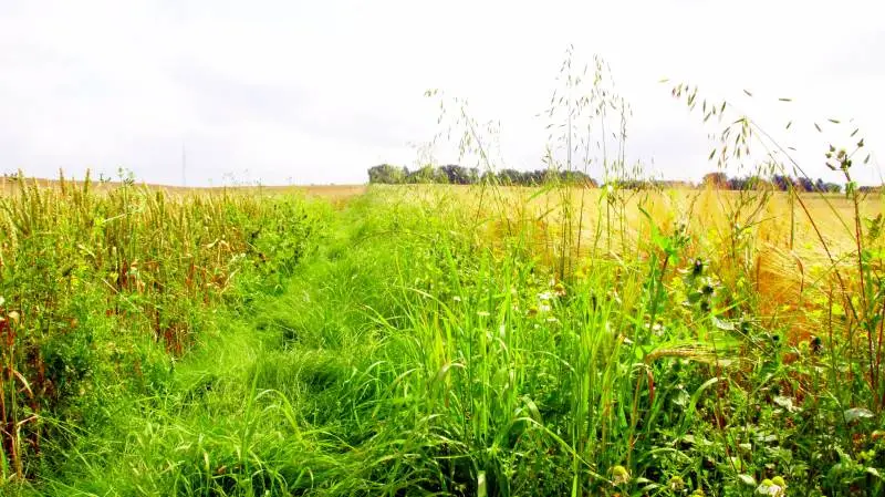 Flyvehavren er uønsket i høstmarkerne, og da loven også foreskriver, at planten ikke må findes i marken, er det med at få den af vejen, mens kornafgrøderne er gennemskredet. Arkivfoto