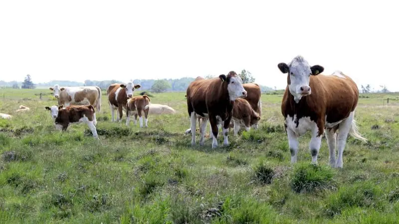 Landbrugsstyrelsens IT-problemer har de seneste tre uger blandt andet forhindret landmænd i at søge om nyt tilsagn til pleje af græs. Nu udskydes fristen til 30. september. Arkivfoto